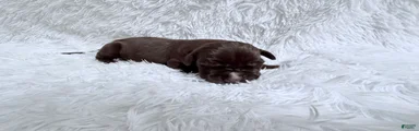 Mocha