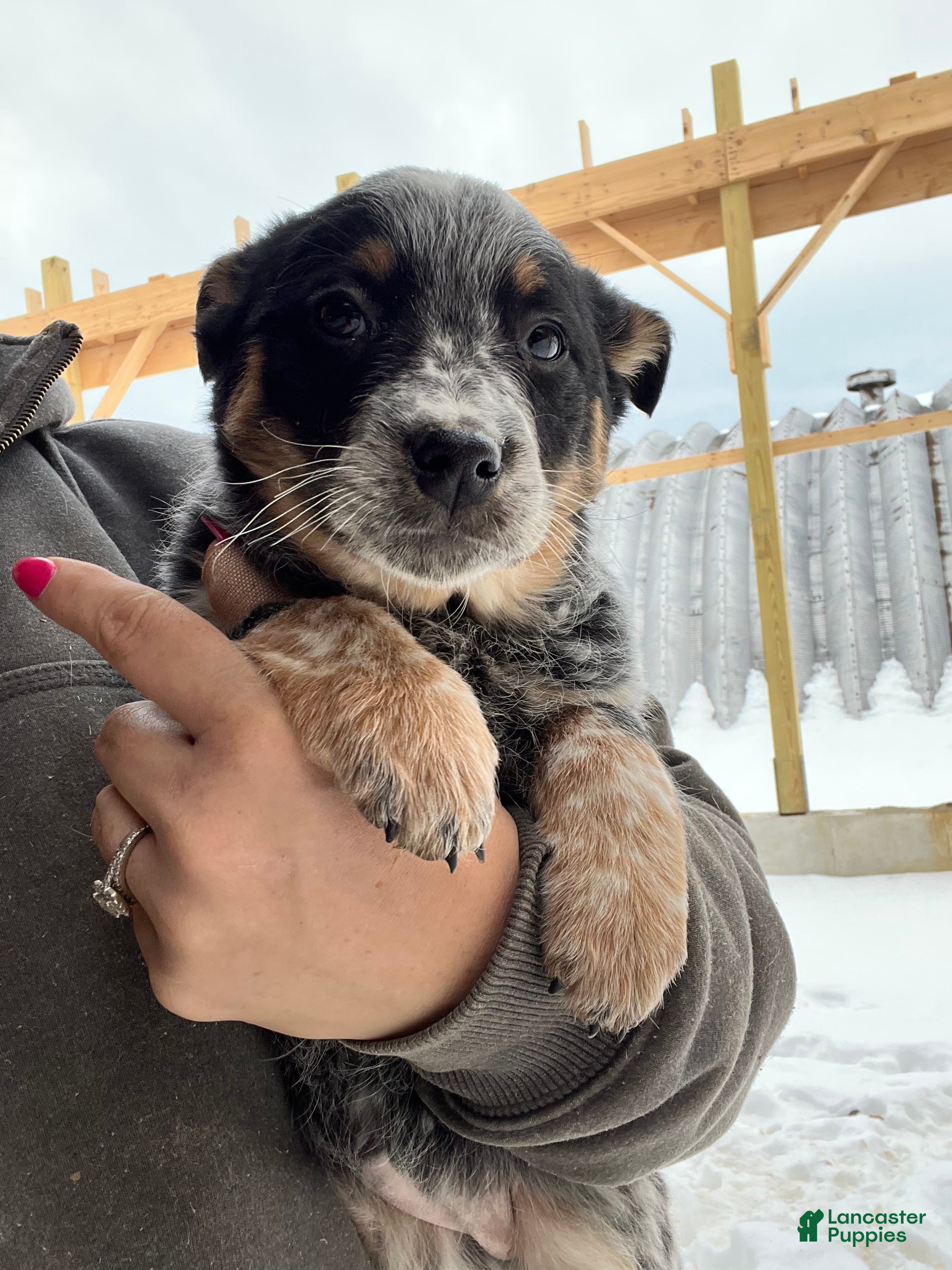 Australian Cattle Dog dogs Felicia - Ad 42