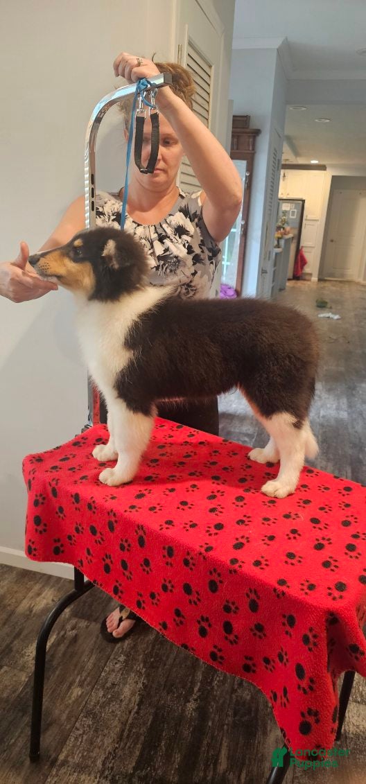 Collie dogs Boy - Ad 2