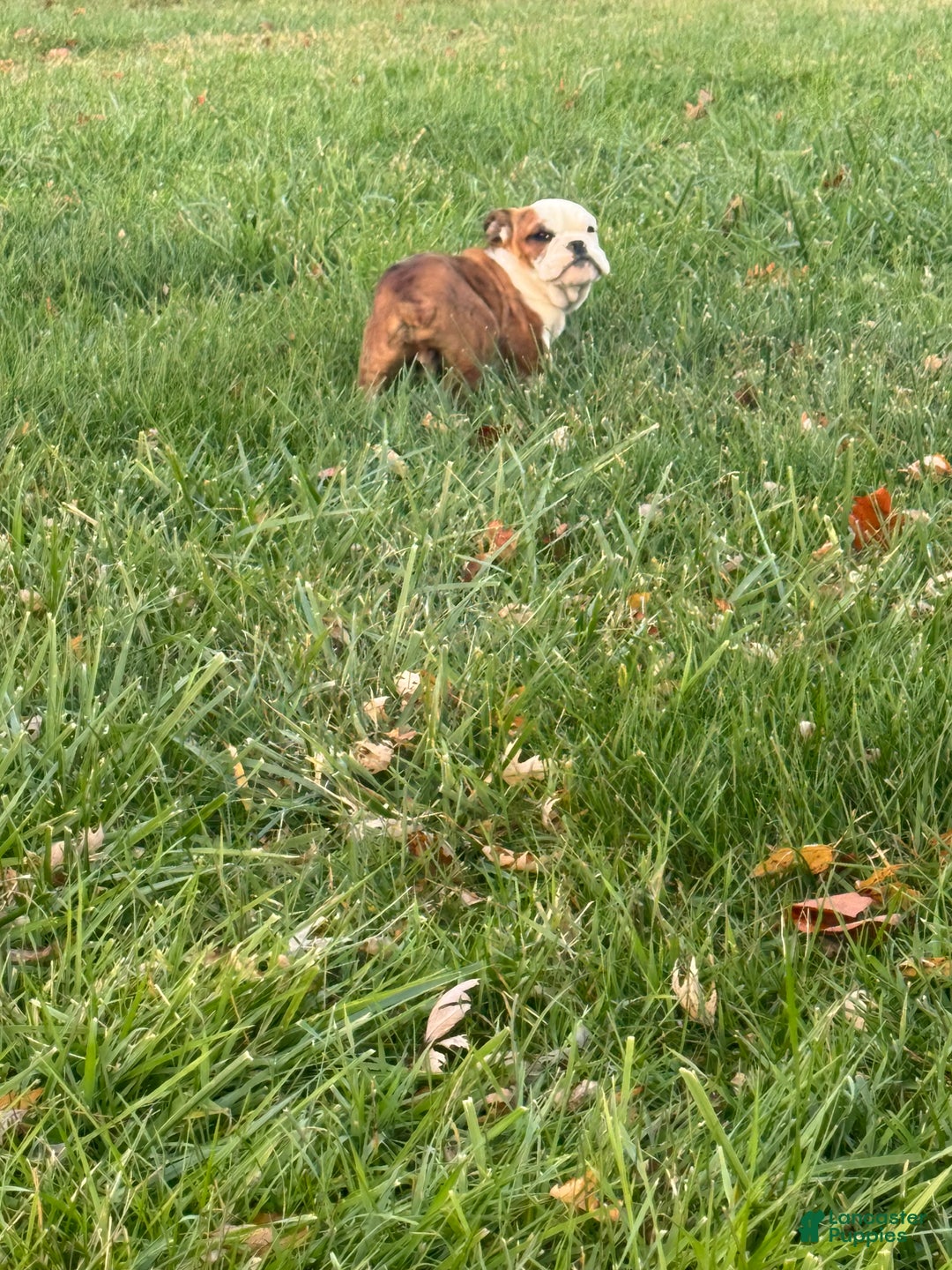 English Bulldog dogs for sale: Hunter  - Ad 3