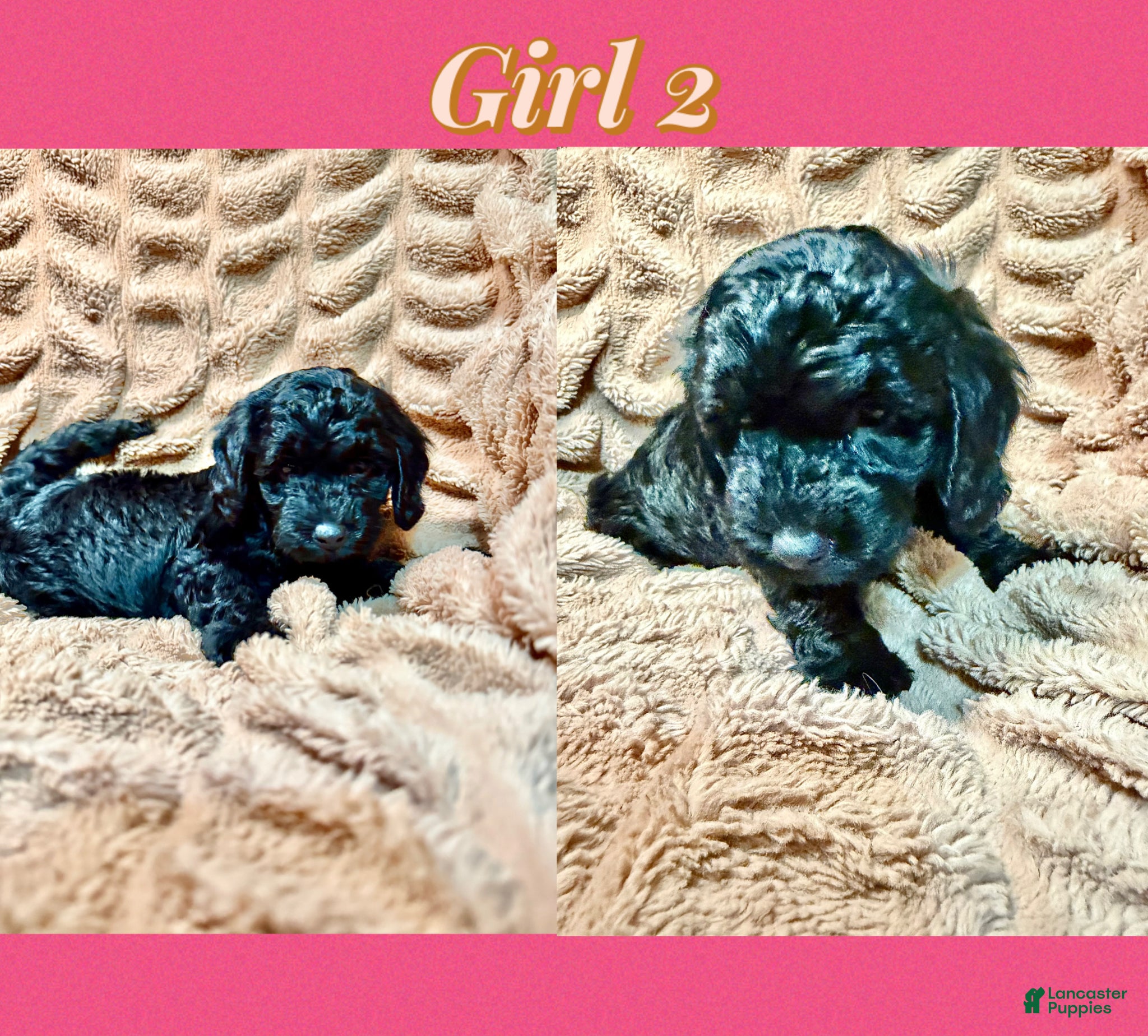 Mini Goldendoodle dogs for sale: Mini Goldendoodle Puppy 4 - Ad 1