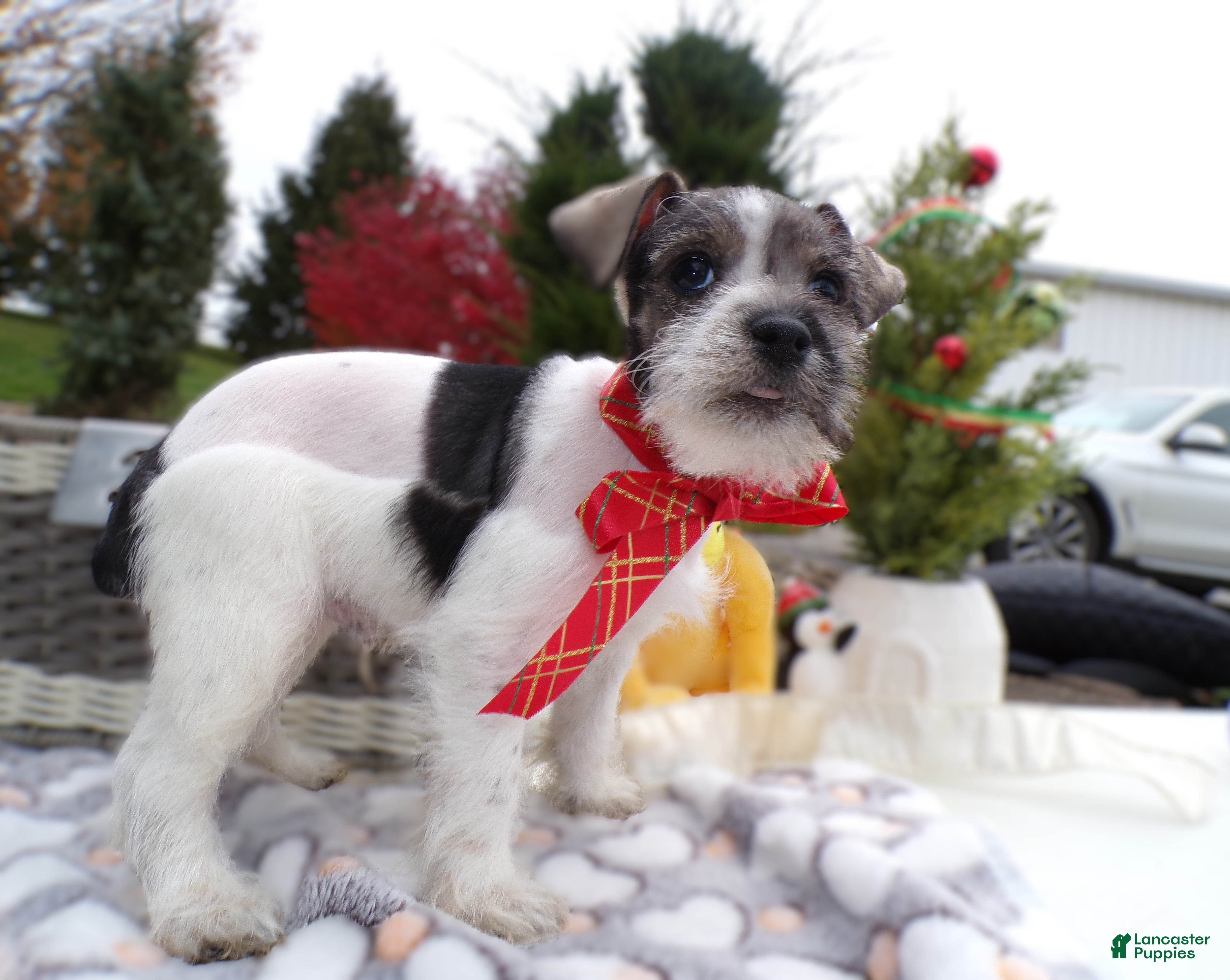 Schnoodle dogs Schnoodle Puppy 2 Scotty - Ad 7