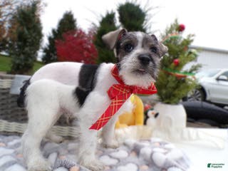 Schnoodle dogs Schnoodle Puppy 2 Scotty - Ad 4