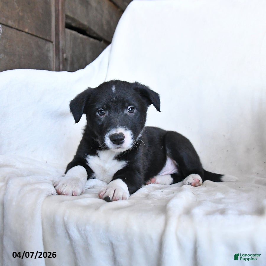 Border Collie dogs Finn - Ad 1