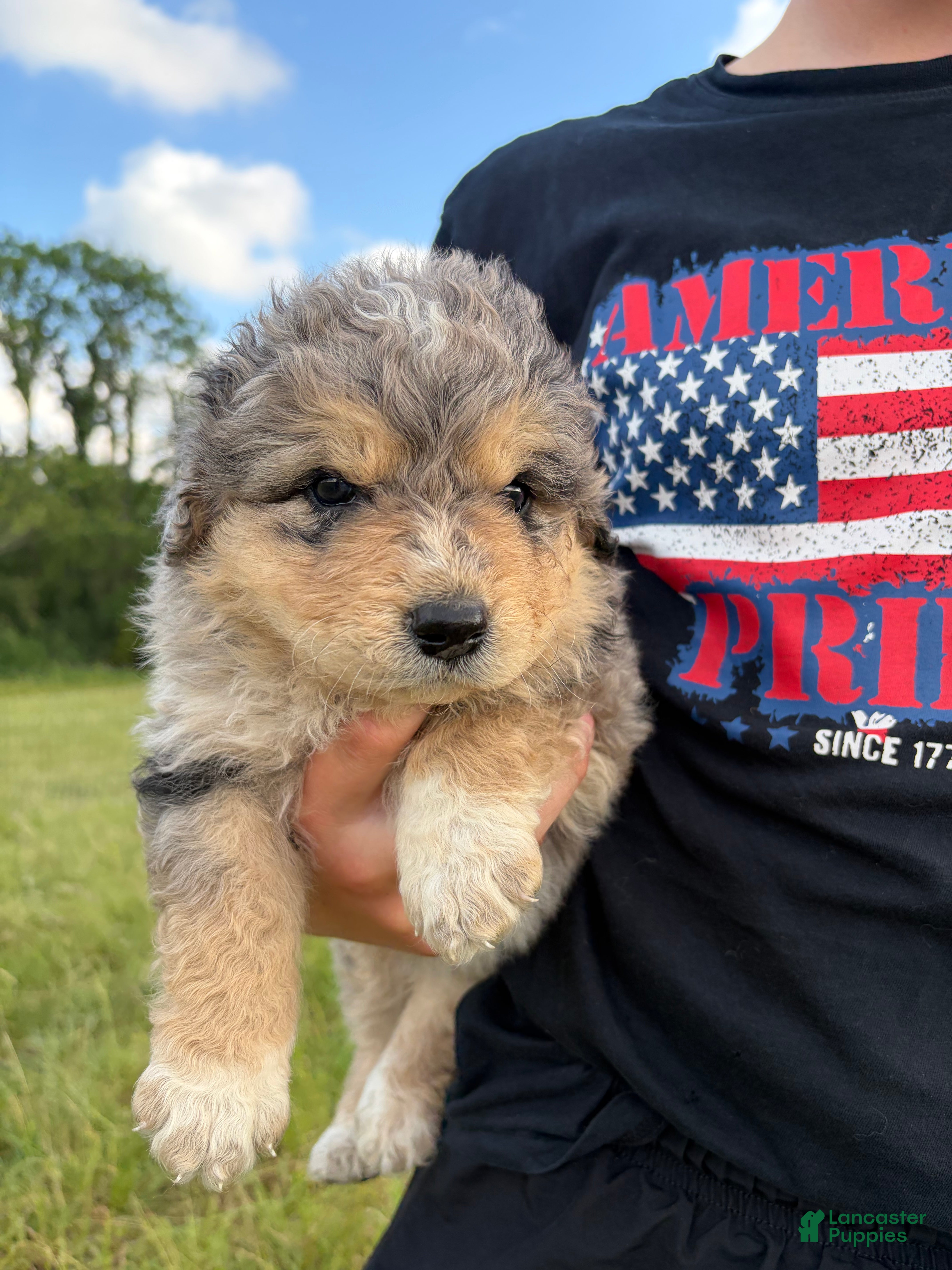 Mixed Breed dogs Thea - Ad 1