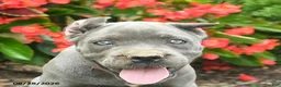 Cane Corso dogs for sale: Lily  - Ad 5