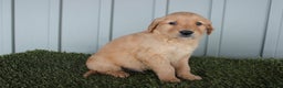 Golden Retriever dogs for sale: Golden Retriever Puppy Cowen - Ad 4