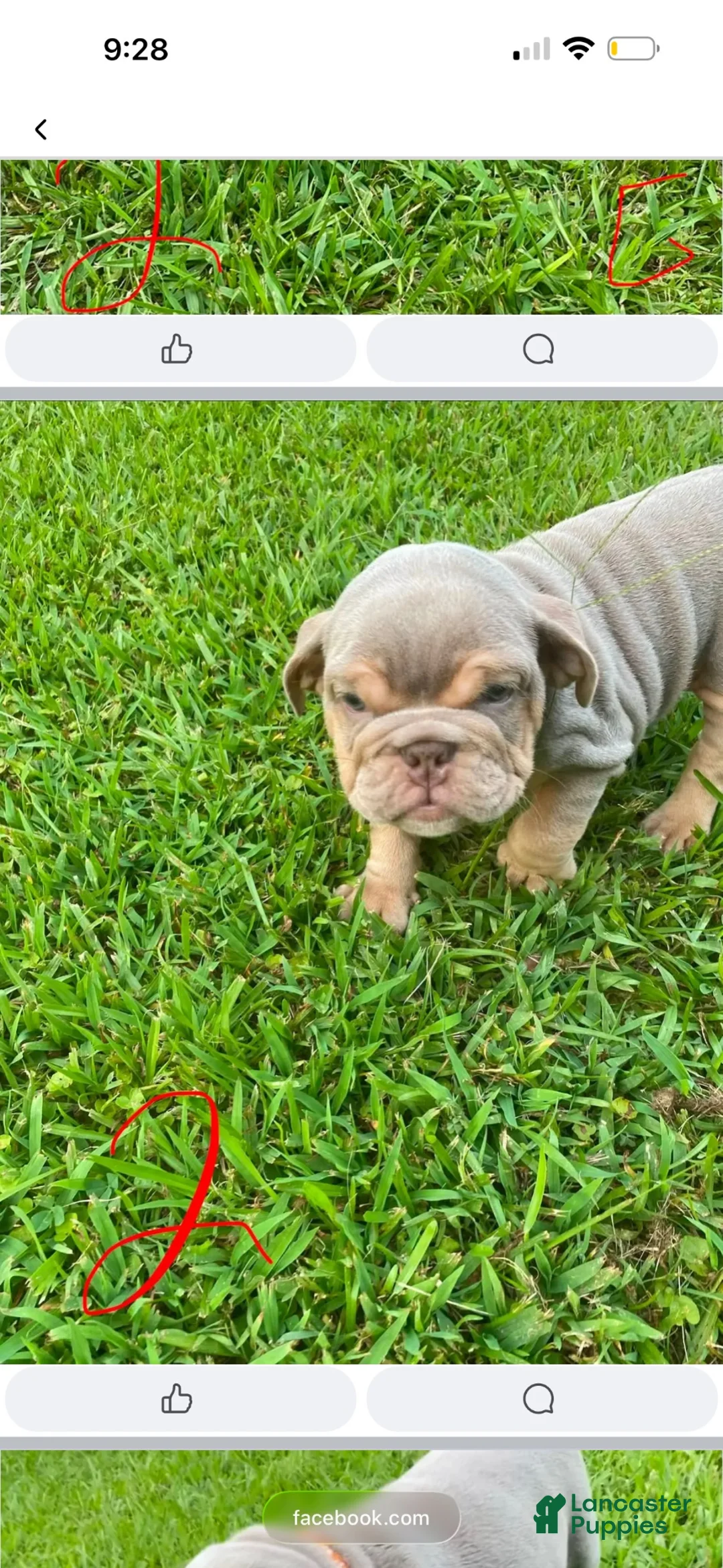 English Bulldog dogs for sale: Maddy - Ad 3