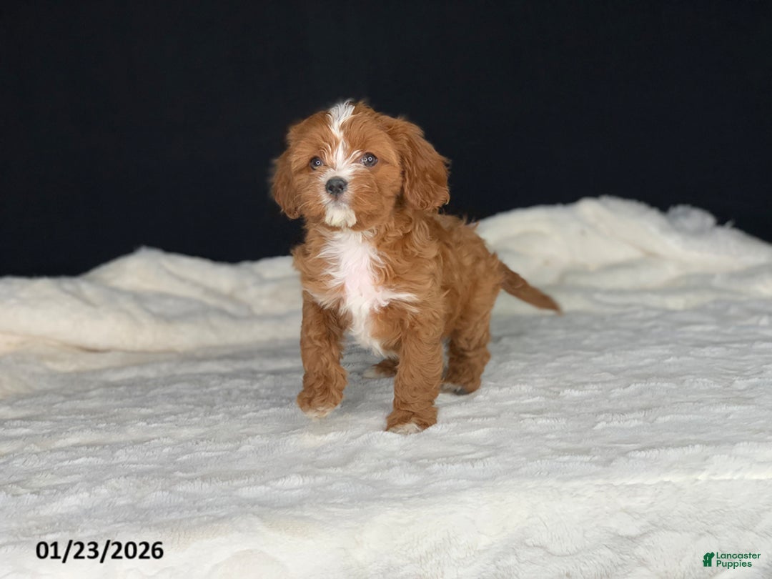 Cavapoo dogs for sale: Barbie - Ad 10