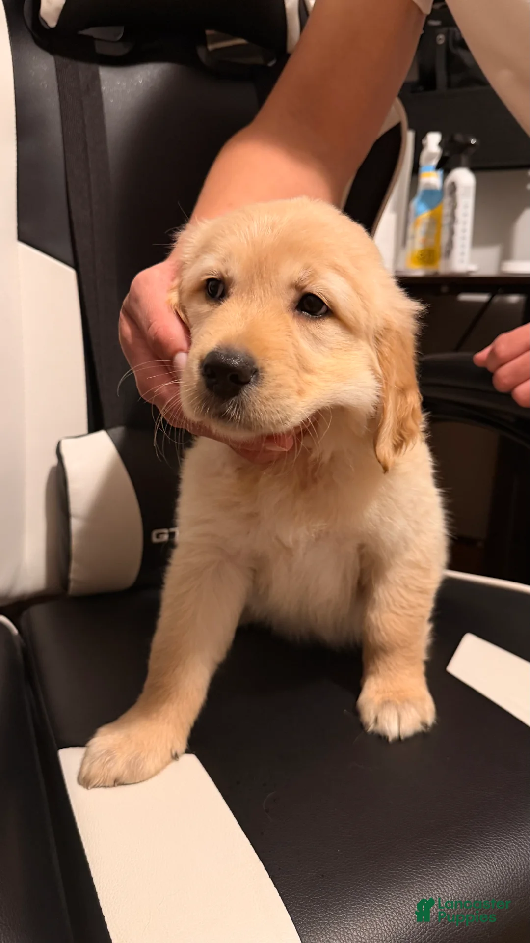 Golden Retriever dogs for sale: White  - Ad 1