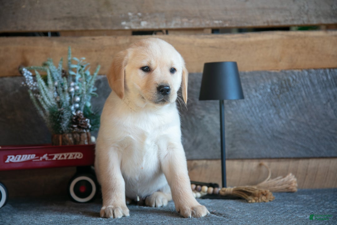 Goldador dogs for sale: Patrick - Ad 2