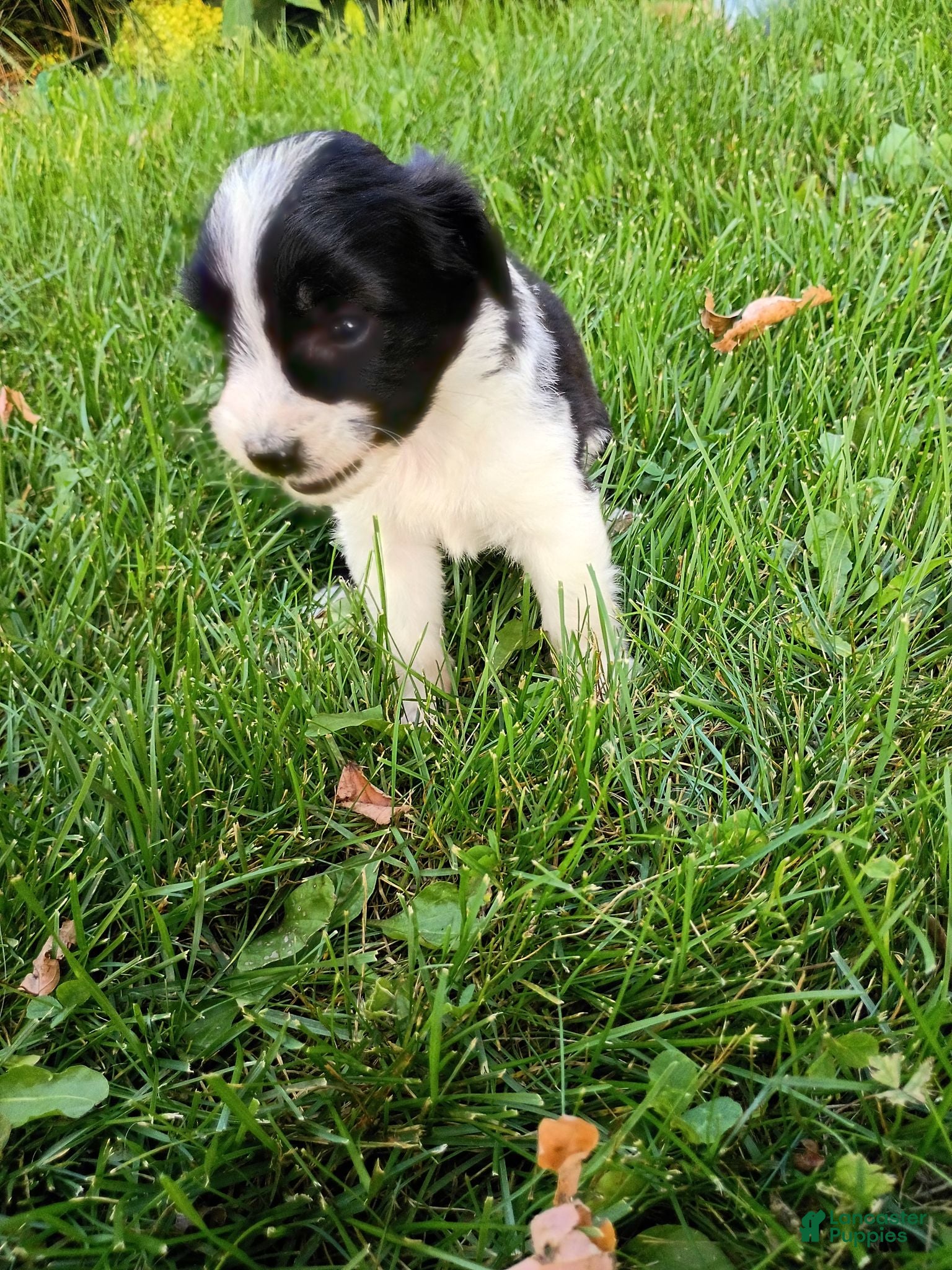Mini Aussiedoodle dogs Oreo  - Ad 2