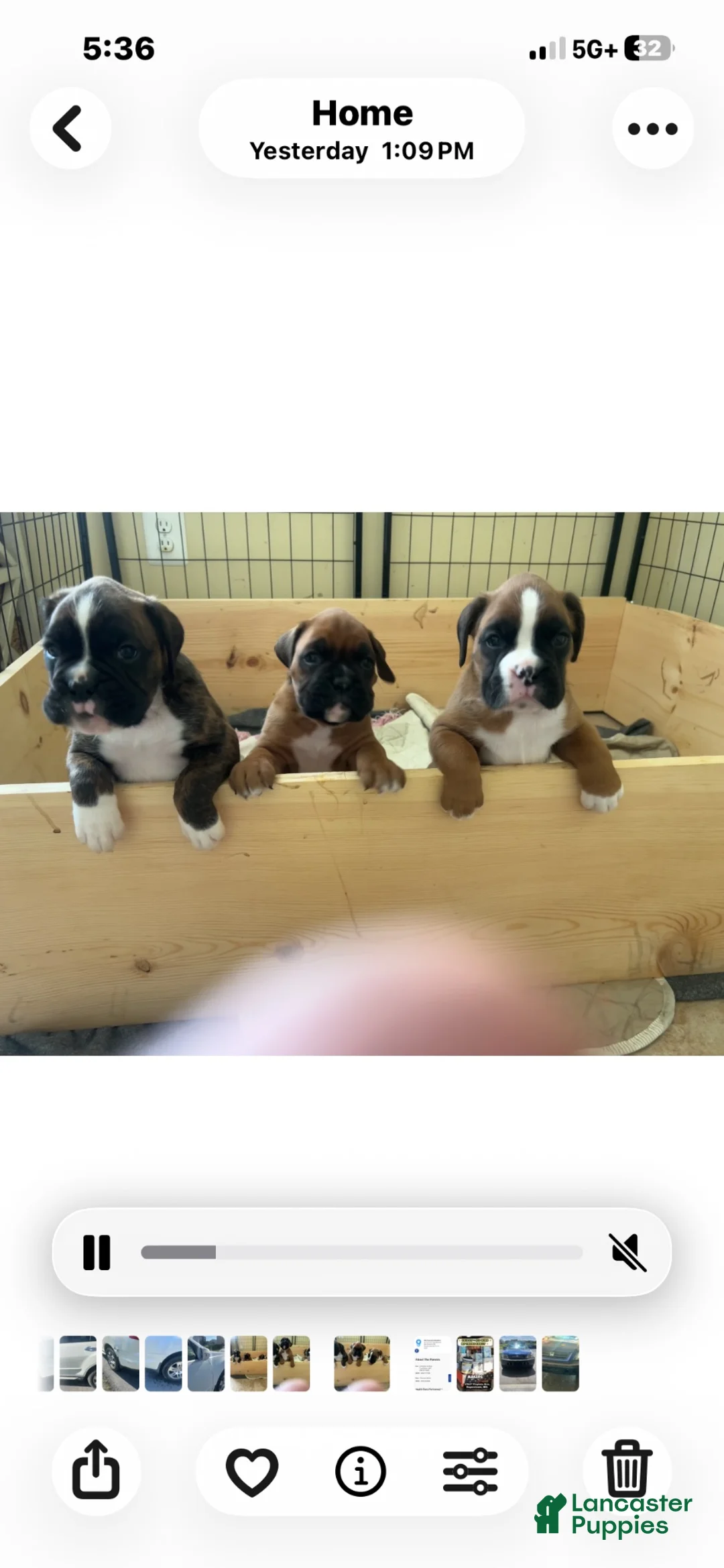 Boxer dogs for sale: Boxer 1 - Ad 1