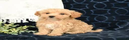 Maltipoo dogs for sale: Aden - Ad 3