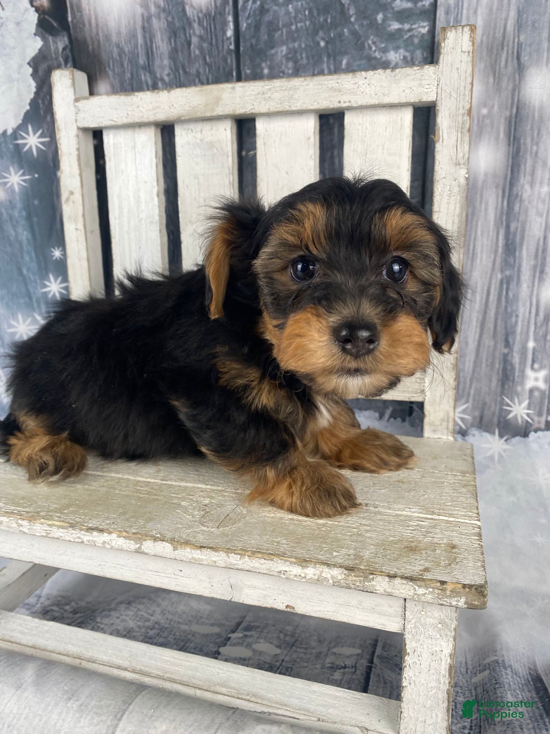Yorkiepoo dogs for sale: Lacey - Ad 7