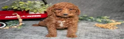 Miniature Poodle dogs for sale: Bixby - Ad 3