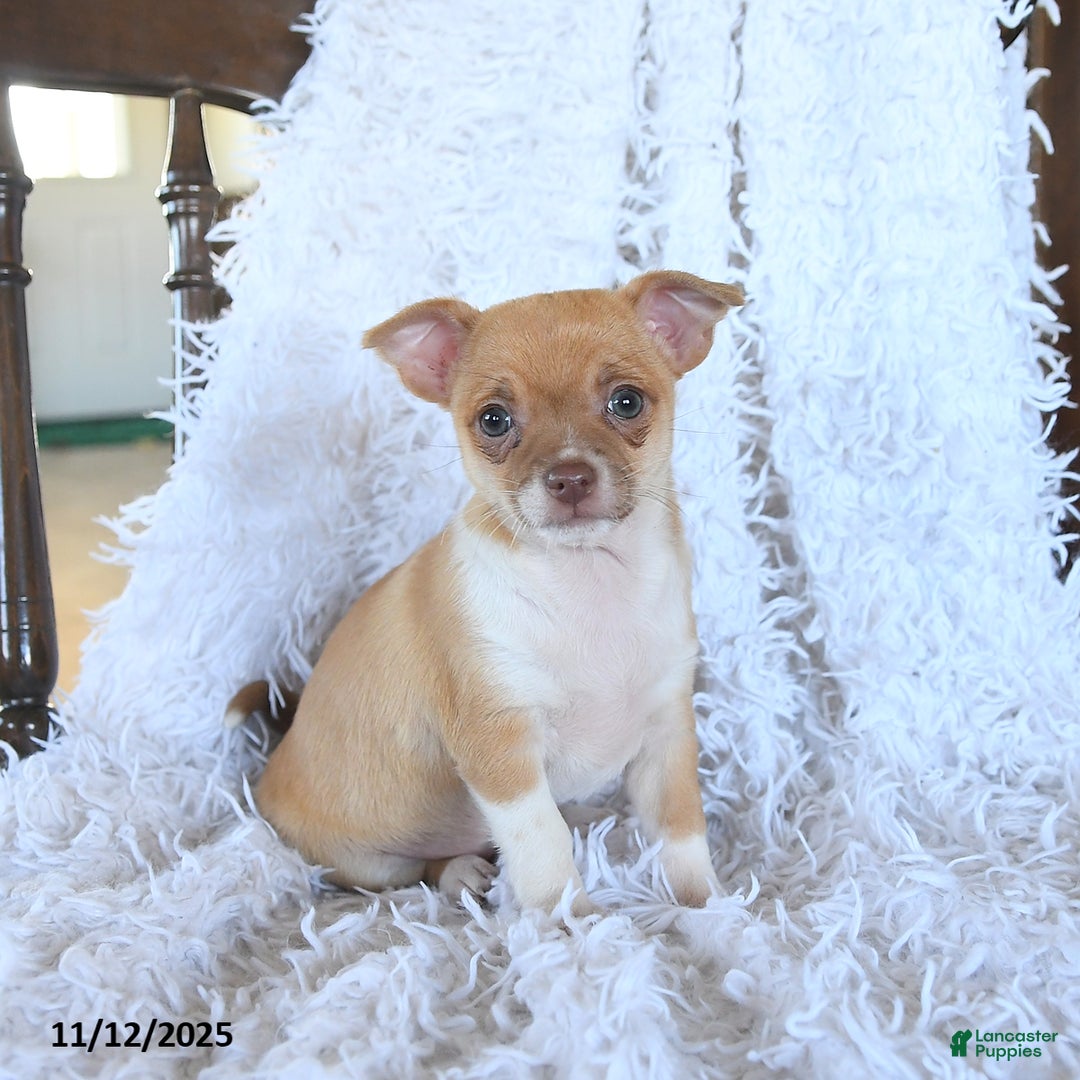Chihuahua dogs for sale: Remy - Ad 2