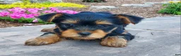 Yorkshire Terrier dogs for sale: Reba - Ad 3