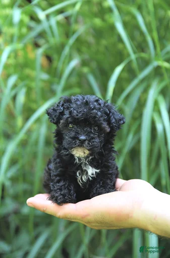 Gallery Image {{count}}