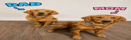 Golden Retriever dogs for sale: Clyde - Ad 4