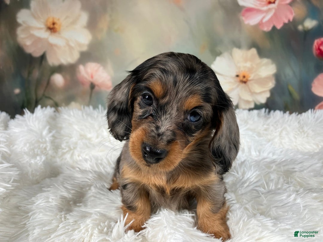 Miniature Dachshund dogs for sale: AKC-Maggie - Ad 14