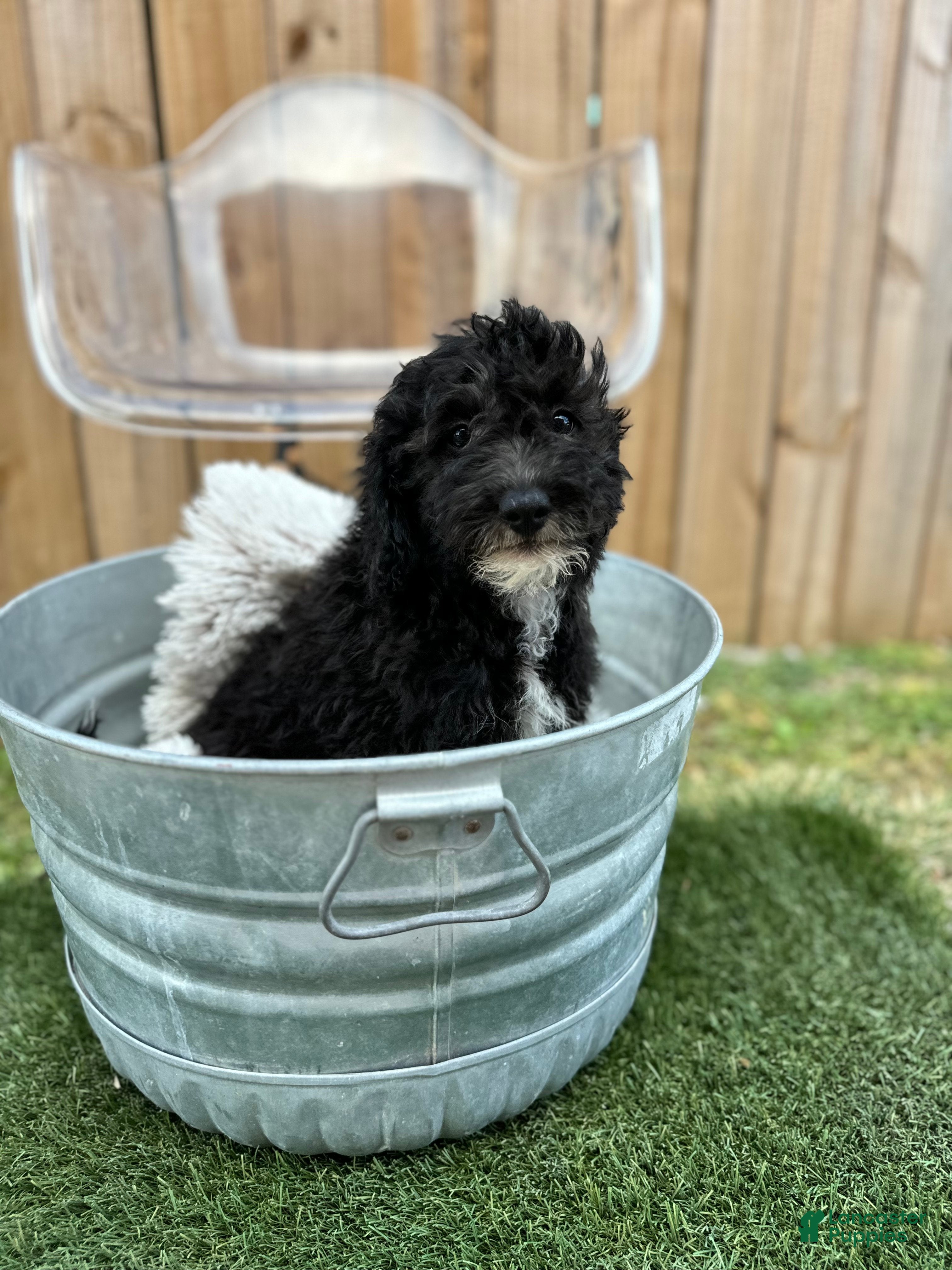 Mini Bernedoodle dogs Nico - Ad 10
