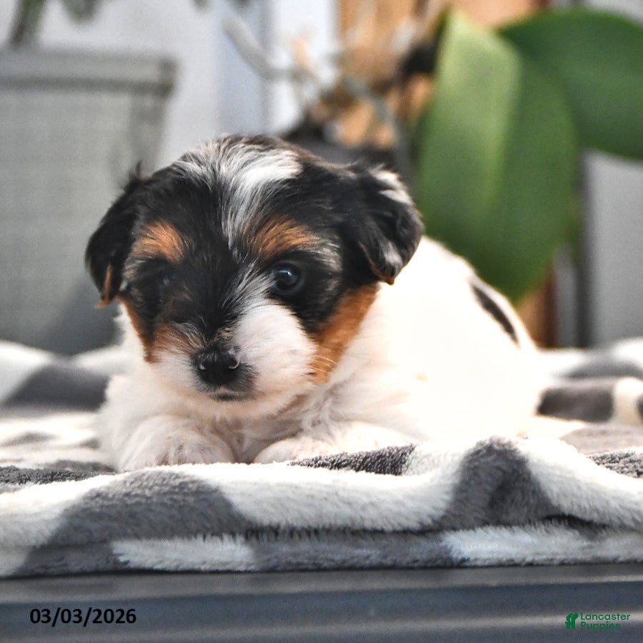 Biewer Terrier dogs Butterfly - Ad 2