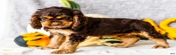 Cocker Spaniel dogs for sale: Polly - Ad 9