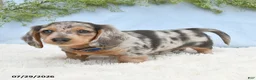 Miniature Dachshund dogs for sale: Tj - Ad 3