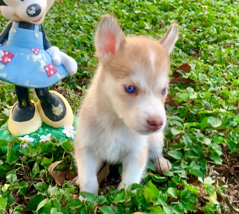 Siberian Husky dogs for sale: Siberian Husky 3 - Ad 15