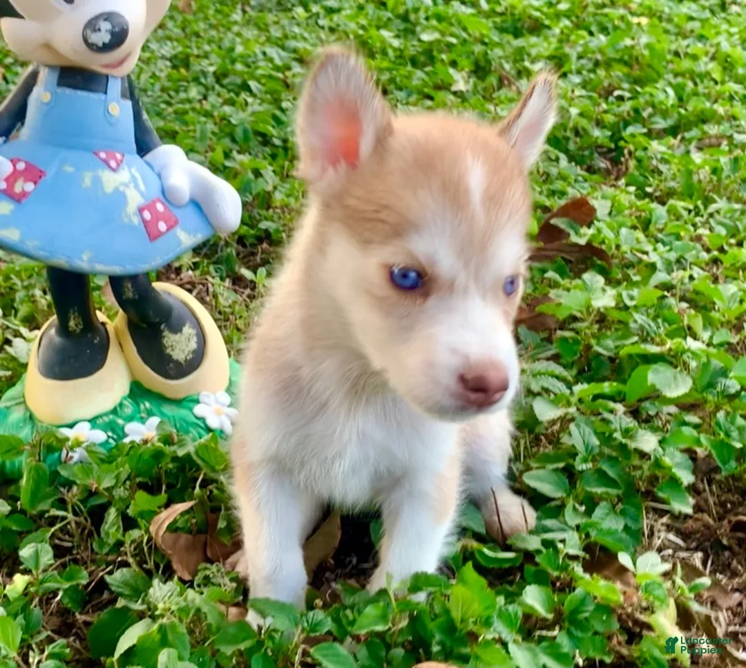 Siberian Husky dogs for sale: Siberian Husky 3 - Ad 1