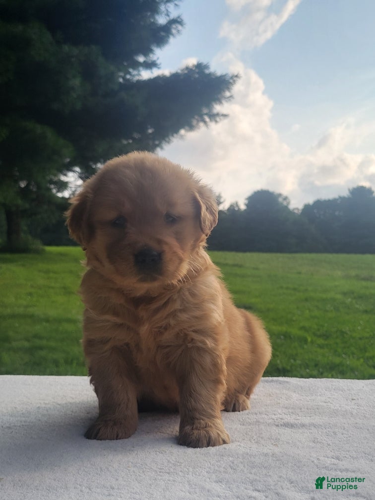 Golden Retriever dogs Raya - Ad 1