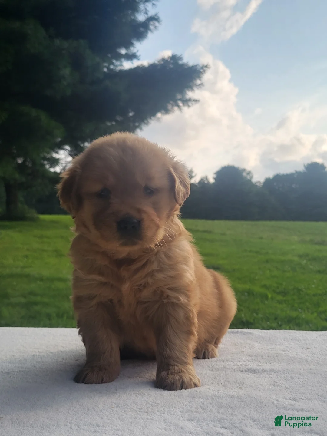 Golden Retriever dogs for sale: Raya - Ad 1