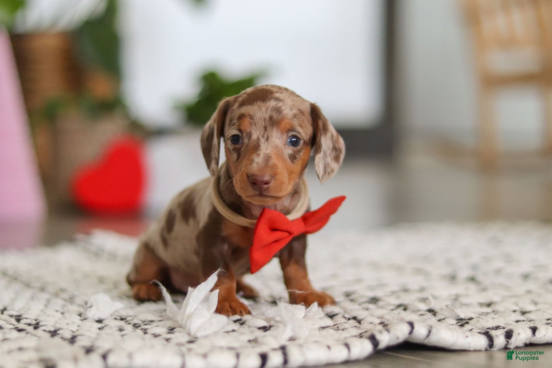 Dachshund dogs for sale: Jackson  - Ad 5