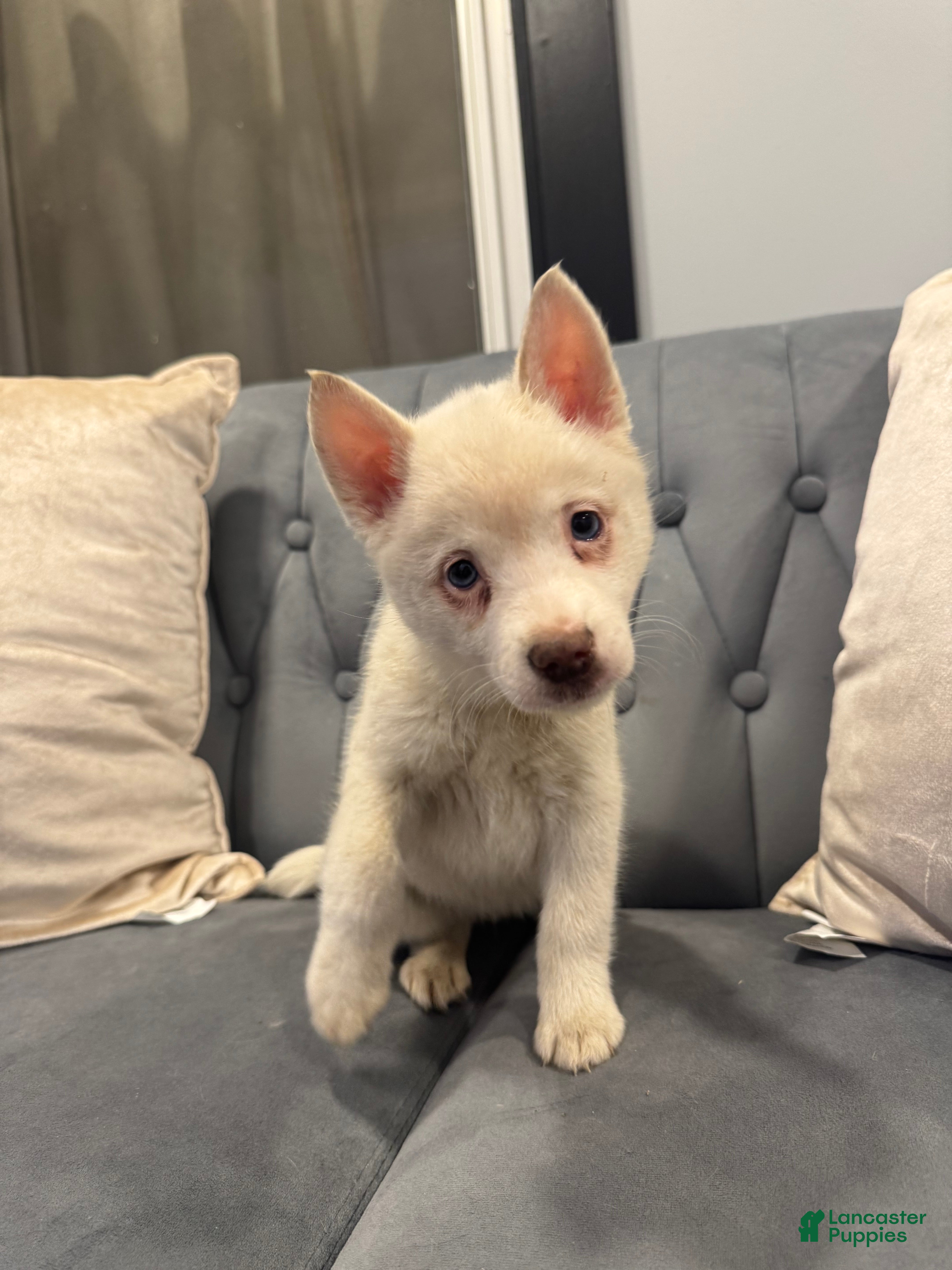 Pomsky dogs Cleo - Ad 25