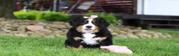 Bernese Mountain Dog dogs for sale: Sadie - Ad 3