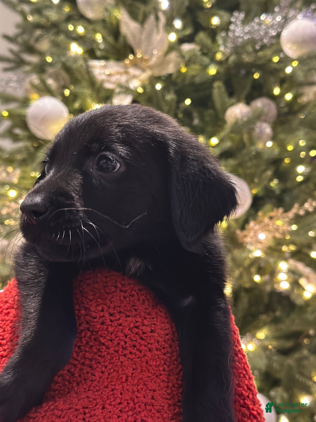 Mixed Breed dogs for sale: Mixed Breed Puppy 1 - Ad 3