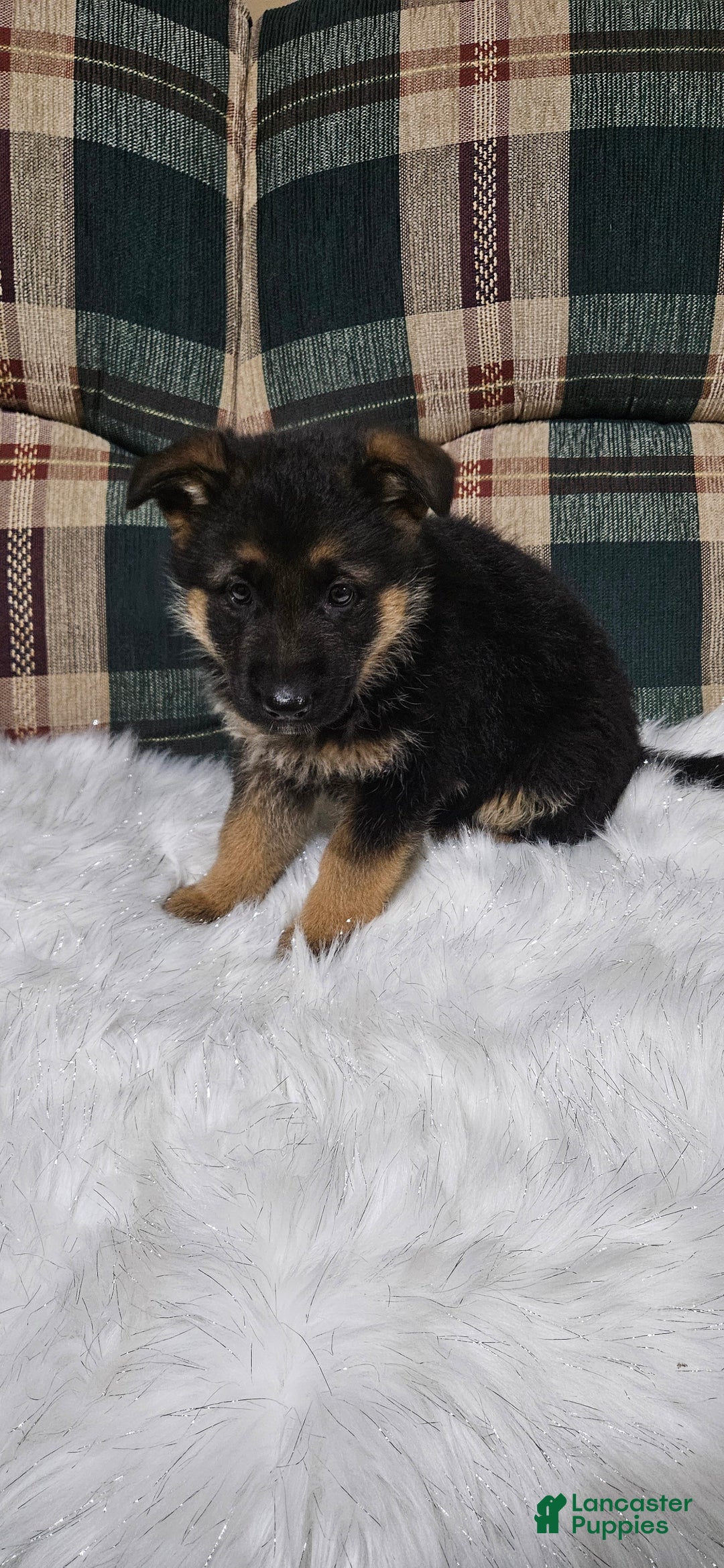 German Shepherd dogs for sale: Sabrina  - Ad 11