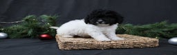 Cavapoo dogs for sale: Jingle - Ad 2