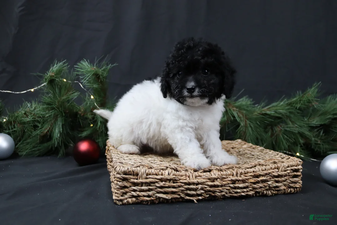 Cavapoo dogs for sale: Jingle - Ad 2