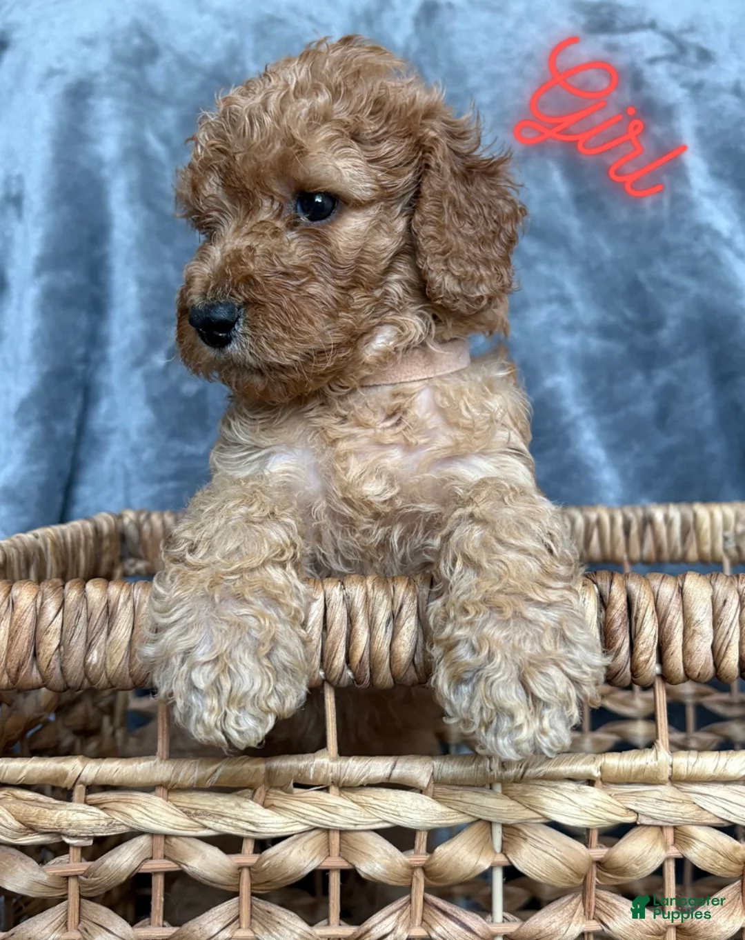 Goldendoodle dogs for sale: Goldendoodle Puppy 5 - Ad 1