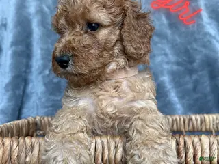 Goldendoodle dogs for sale: Goldendoodle Puppy 5 - Ad 3