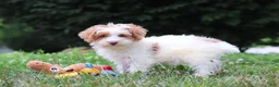 Yorkiepoo dogs for sale: Oreo - Ad 7