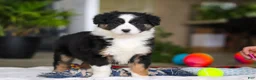 Australian Shepherd dogs for sale: Moxy - Ad 3