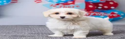 Maltipoo dogs for sale: Holly - Ad 5