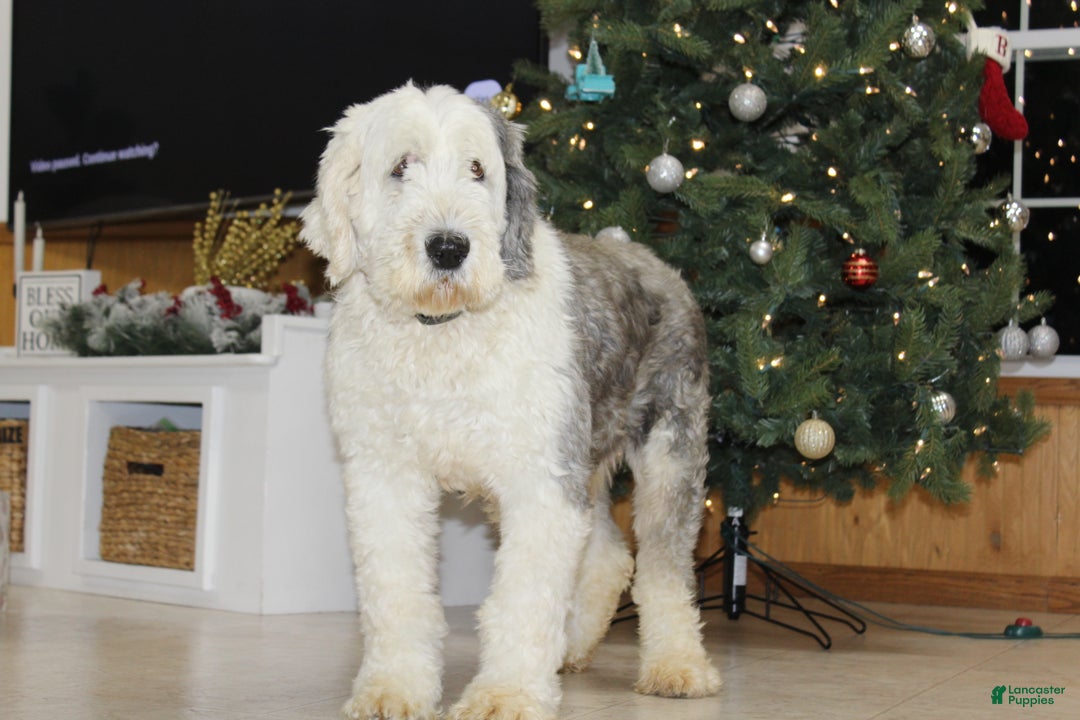 Old English Sheepdog dogs for sale: AKC Misty - Ad 2