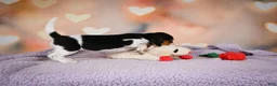 Beagle dogs for sale: OTTO - Ad 7