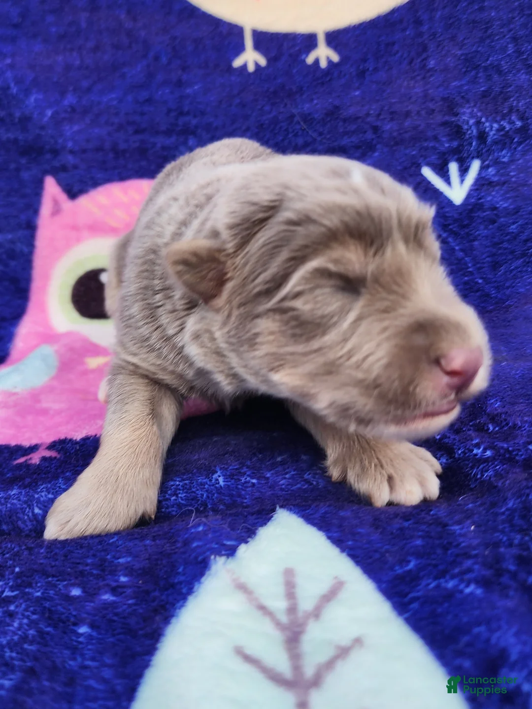 German Shepherd dogs for sale: Soto - Ad 1
