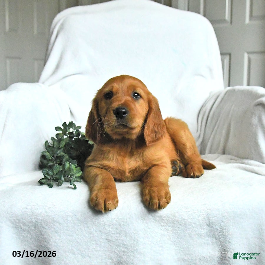 Mixed Breed dogs Waylon - Ad 1