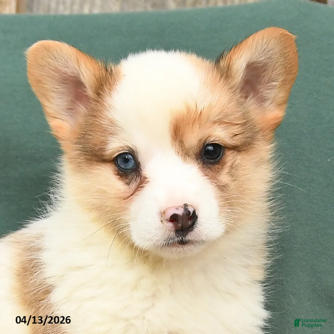 Welsh Corgi Pembroke dogs for sale: Heidi - Ad 3